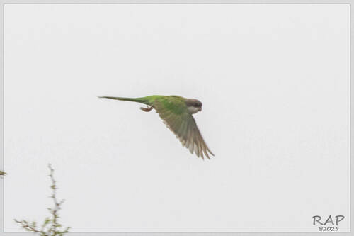Grey-hooded Parakeet (Psilopsiagon aymara), photo 5