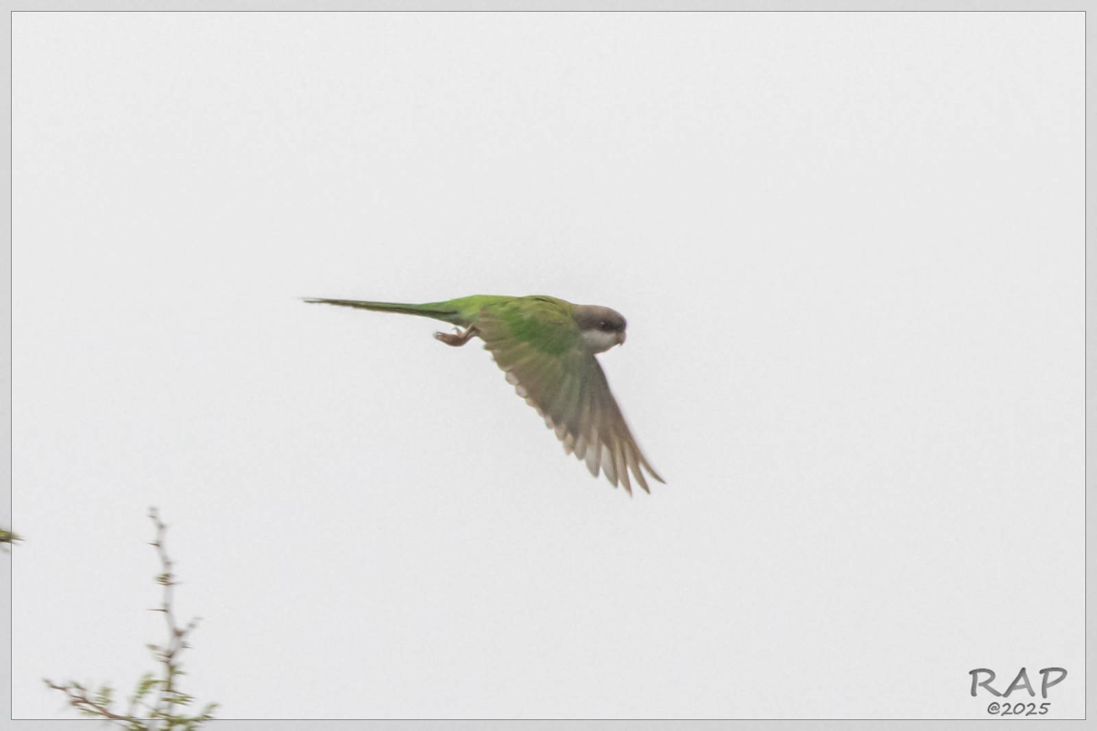 Grey-hooded Parakeet (Psilopsiagon aymara), photo 5
