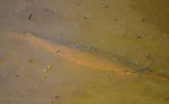 Atractosteus spatula