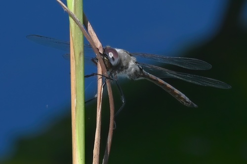 Florida Baskettail photo 5