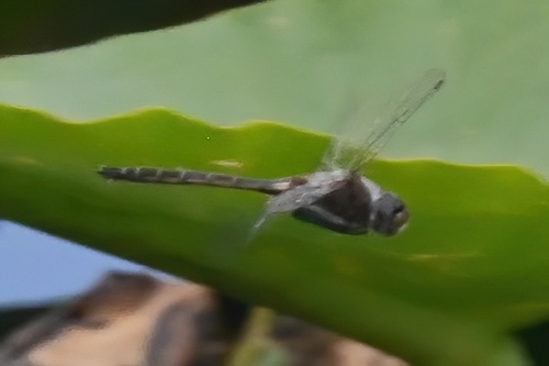 Florida Baskettail photo 4