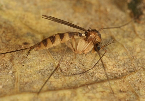 Exechia festiva