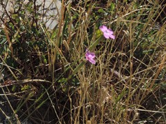 Dianthus longicaulis