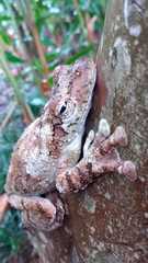 Itapotihyla langsdorffii