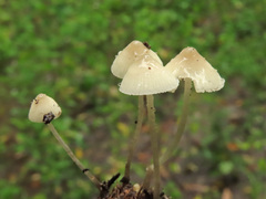 Mycena laevigata