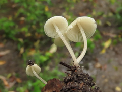 Mycena laevigata