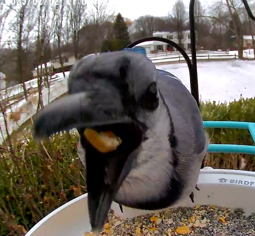 Blue Jay photographed in Ohio