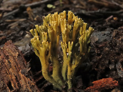Phaeoclavulina echinovirens