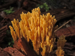 Phaeoclavulina echinovirens