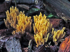 Phaeoclavulina echinovirens