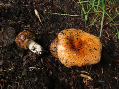 Russula integra aurantiaca