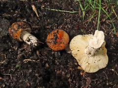 Russula integra aurantiaca