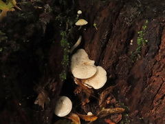 Clitocybe truncicola