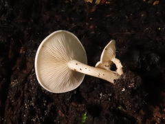 Clitocybe truncicola
