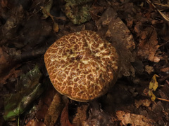 Xerocomellus cisalpinus
