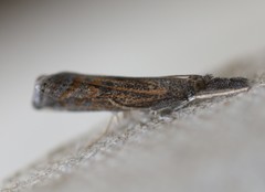 Neodactria caliginosellus