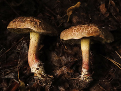 Xerocomellus cisalpinus