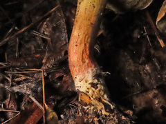 Xerocomellus cisalpinus