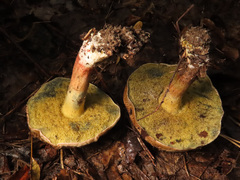 Xerocomellus cisalpinus