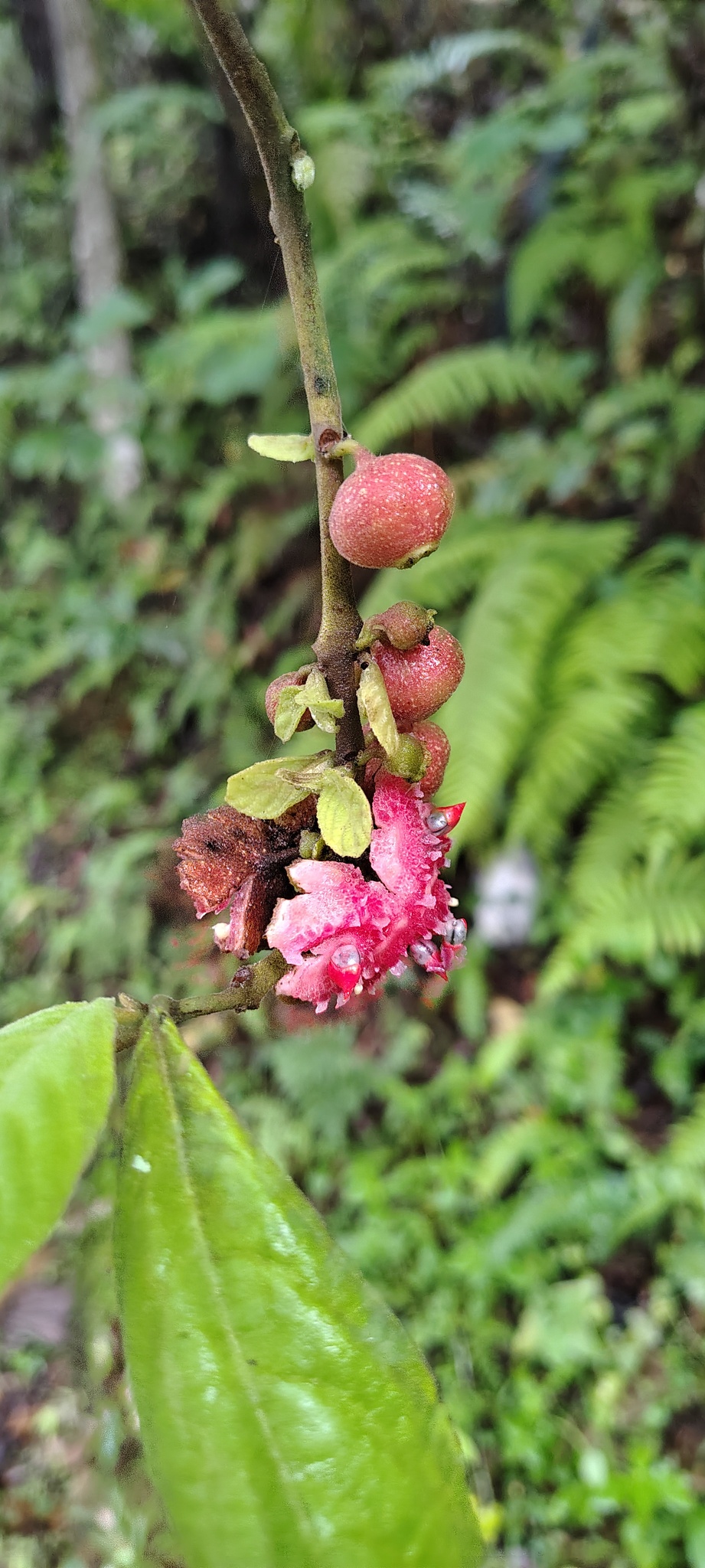 Siparuna brasiliensis