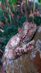 Itapotihyla langsdorffii