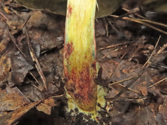 Xerocomellus cisalpinus