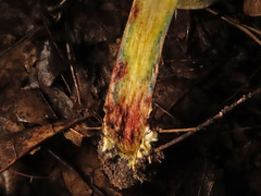 Xerocomellus cisalpinus