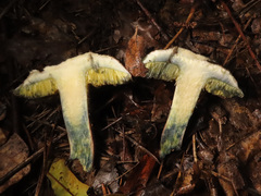 Xerocomellus cisalpinus