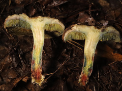 Xerocomellus cisalpinus