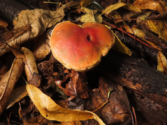 Xerocomellus pruinatus