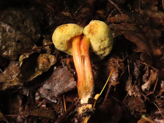 Xerocomellus pruinatus