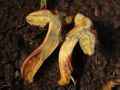 Xerocomellus pruinatus