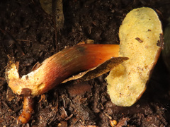 Xerocomellus pruinatus