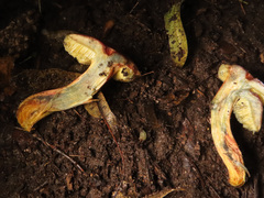 Xerocomellus pruinatus