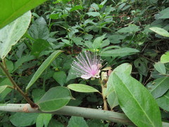 Capparis zeylanica