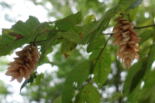 European Hop-hornbeam