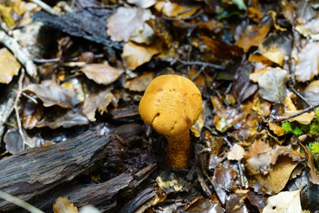 Thaxterogaster castoreus · January 2025 · photo: © hanwen-zhang (iNaturalist, cc0)
