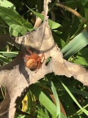 Araneus iviei