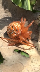 Araneus iviei