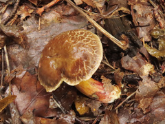 Xerocomellus pruinatus