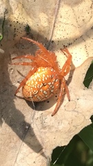 Araneus iviei