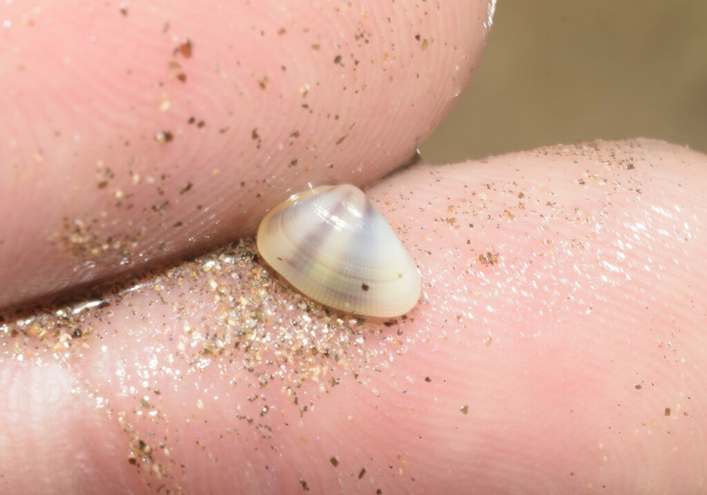 Donax gemmula