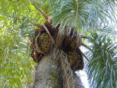 Acrocomia intumescens