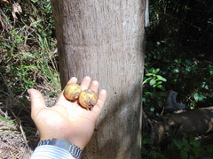 Acrocomia intumescens