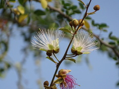 Capparis zeylanica