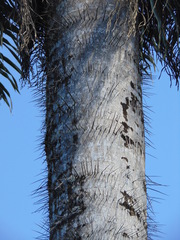 Acrocomia intumescens