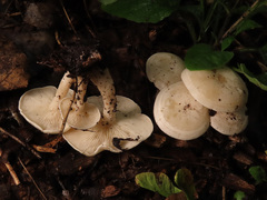 Clitocybe truncicola