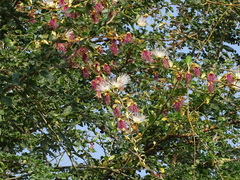 Capparis zeylanica