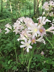 Lycoris squamigera