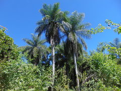 Acrocomia intumescens